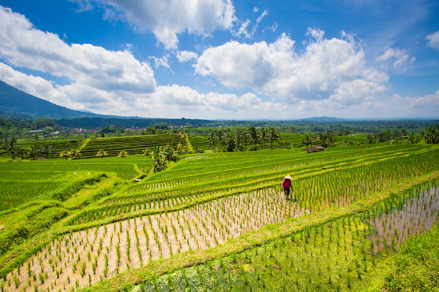 Risaie di Jatiluwih-Bali