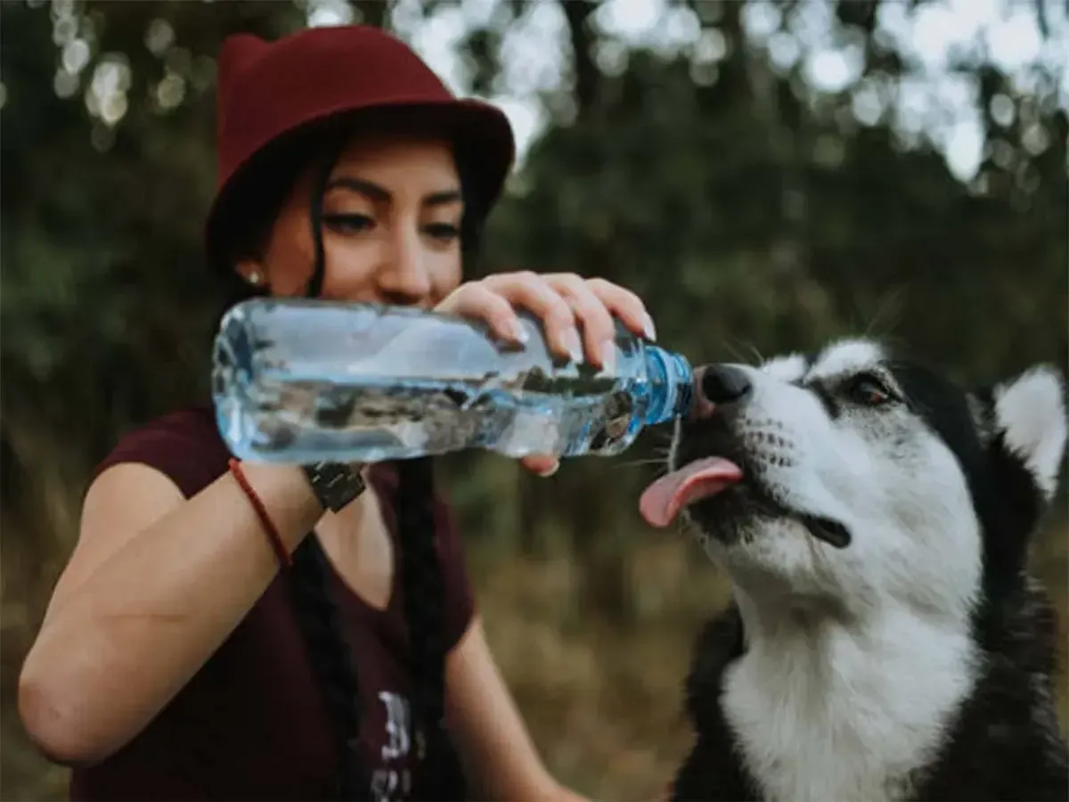 5 Tips To Make Your Dog Drink More Water