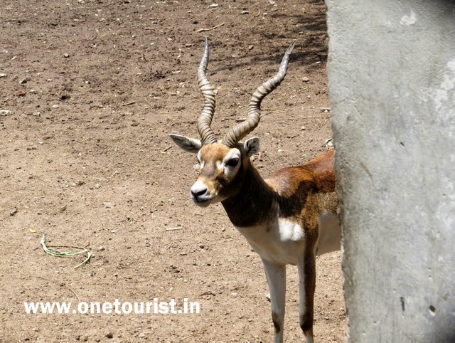 Delhi zoo , timing , route , info and photos 