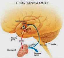 adrenal fatigue