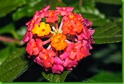 clip_image030