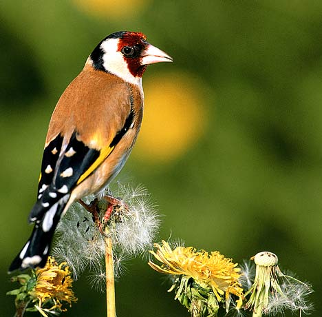 Birds Photos on Garden Birds Pictures Garden Birds  Garden Birds Uk Garden Birds