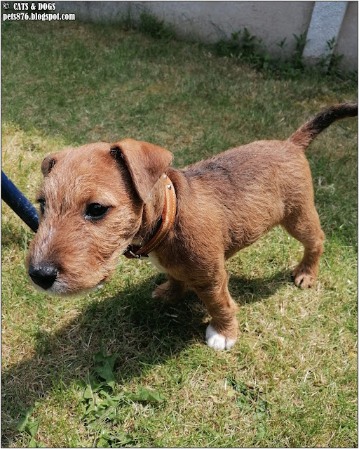 lakeland terrier