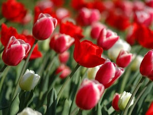 HD Flower Live Wallpaper