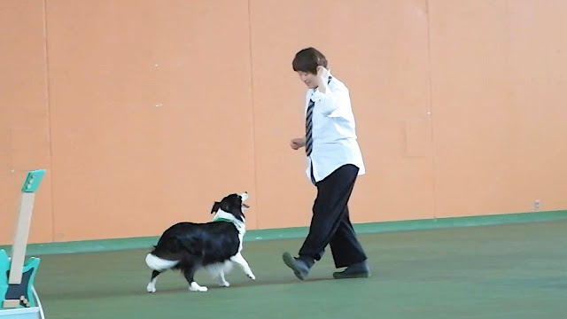 保護犬 ボーダーコリー トーマ