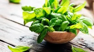 Some Useful Plants And Their Uses: Basil