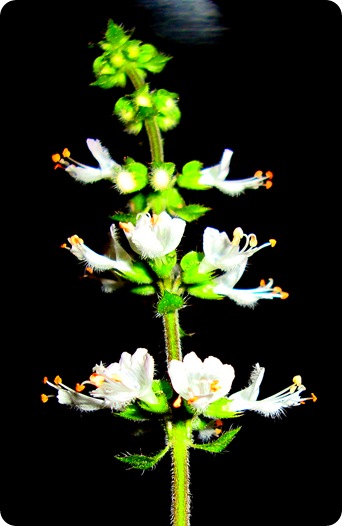 DSC00548