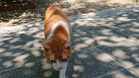 大阪 猫神社 上宮天満宮 天神桃太郎