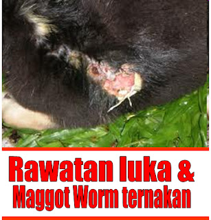 Bukan doktor veterinar: Rawatan luka dan Maggot Worm ternakan Bukan doktor veterinar: Rawatan luka dan Maggot Worm ternakan