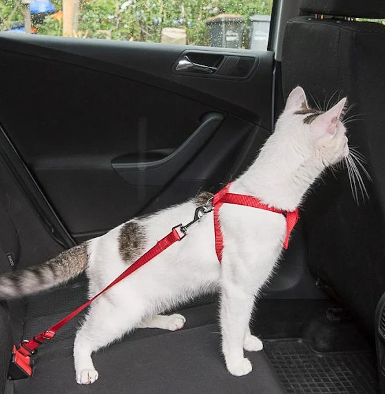 Cat in a harness attached to a seat belt anchor