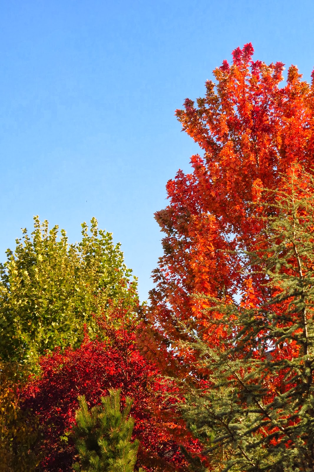 Fall trees in Idaho