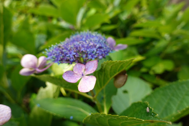 鳥取県西伯郡南部町能竹　南部町カントリーパーク　ヤマアジサイ(山紫陽花)