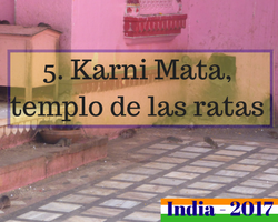 Viaje al norte de India - Karni mata templo de ratas