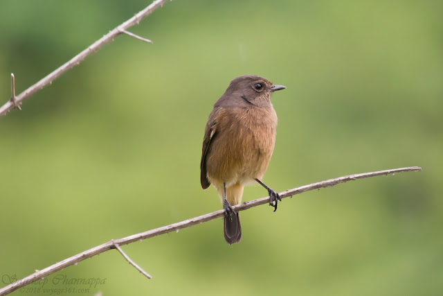 Pied Bushchat - frontal view(Oct-18)