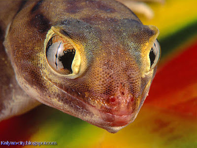 Colourful Lizard