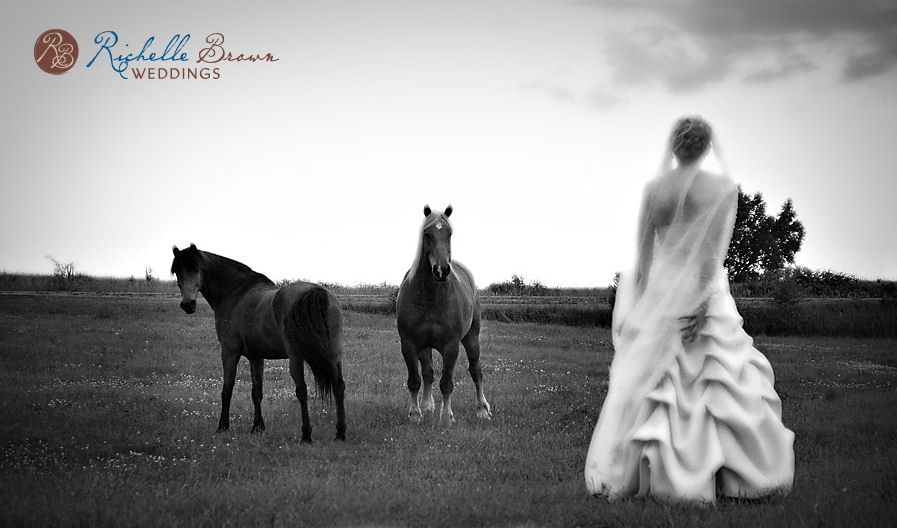 Labels black and white horses wedding gowns