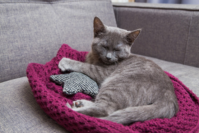 Eight ways to help your cat go to the vet without stress. Take your cat's bedding with you. Photo shows cat relaxing in a cat bed