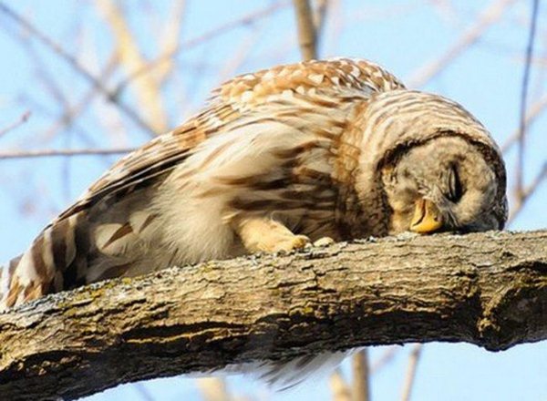 funny animals of the week, sleeping owl