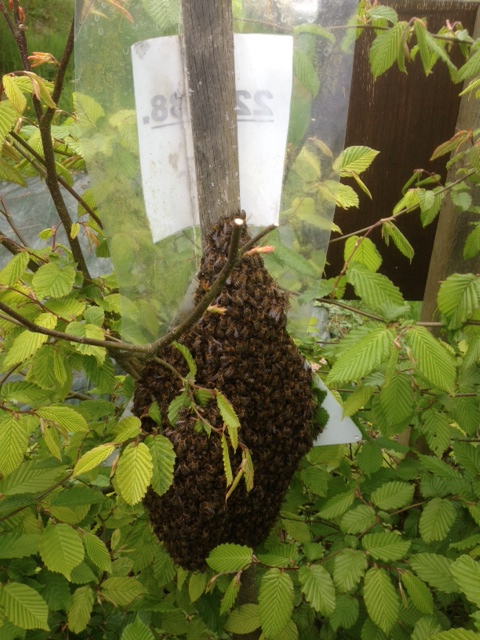 Bees in Brittany: 2013