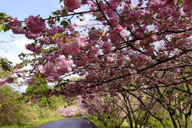 鳥取県西伯郡伯耆町小林 マウンテンストリームきしもと ヤエザクラ（八重桜）