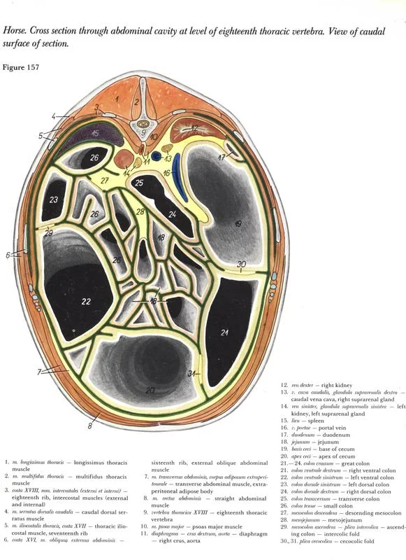 http://www.vetarq.com.br/ Anatomia de equinos: Tronco. Anatomy of horses