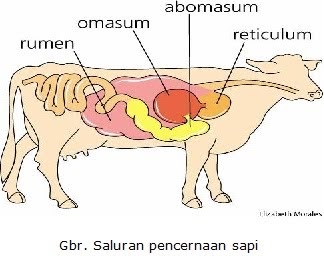 Our Biology Ruminansia dan Perbedaan dengan manusia