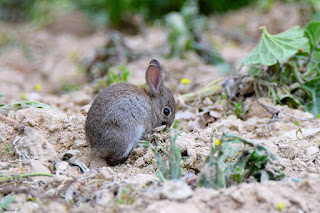 Conejo-comun-oryctolagus-cuniculus-juvenil-comiendo-