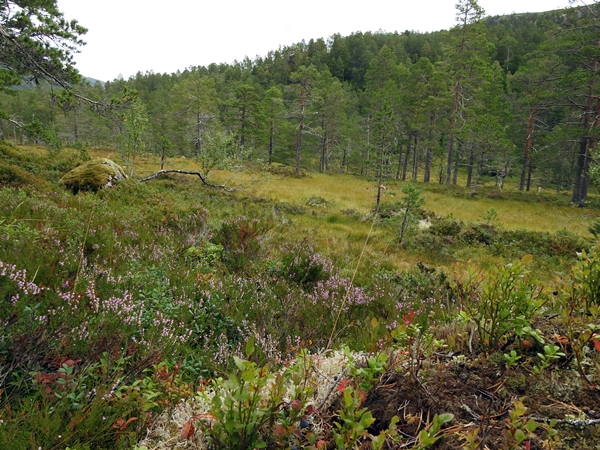 Gaularfjellet