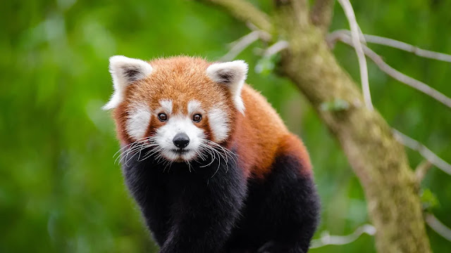 Red Panda