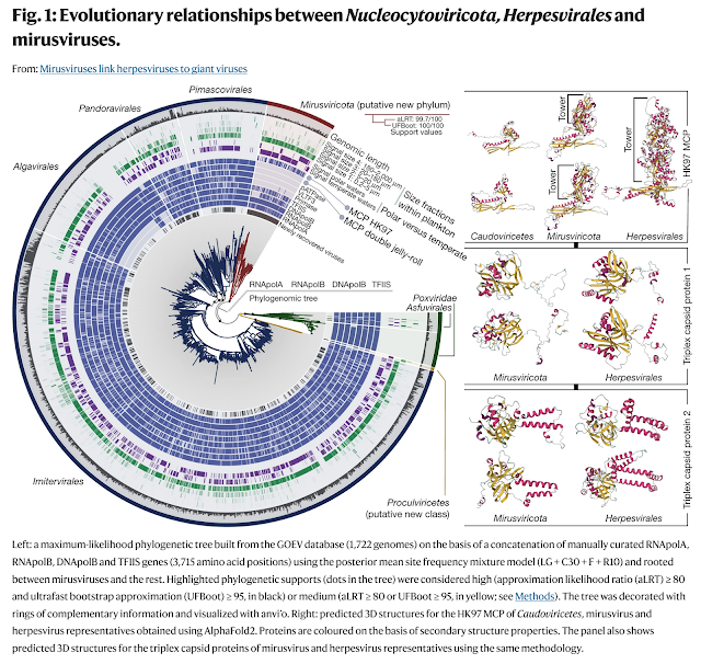 Nucleocytoviricota, Herpesvirales, mirusvirus, ocean virus, virology, dna virus