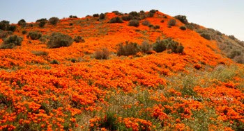 Antelope Valley California Poppy Reserve Lancaster