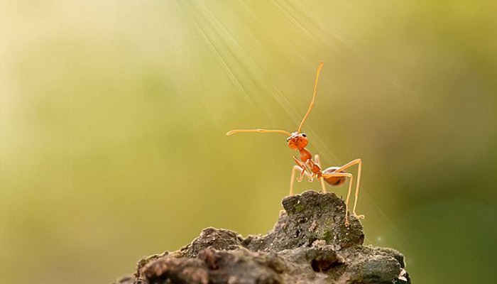 3 Nasehat Seekor Semut kepada Nabi Sulaiman AS