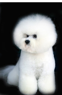 bichon frise dog puppy breeds hound chien hund perro canine animals domestics maskotak pets Haustiere huisdieren animaux de compagnie husdjur info