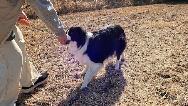 保護犬 ボーダーコリー トーマ