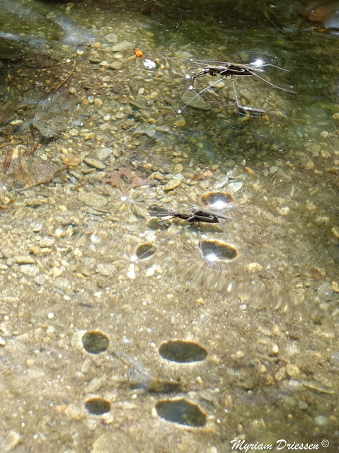 Gerris lacustris on the water South of France