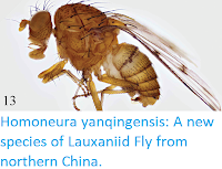 https://sciencythoughts.blogspot.com/2018/03/homoneura-yanqingensis-new-species-of.html