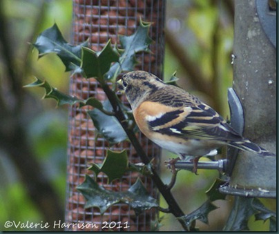 Brambling-1