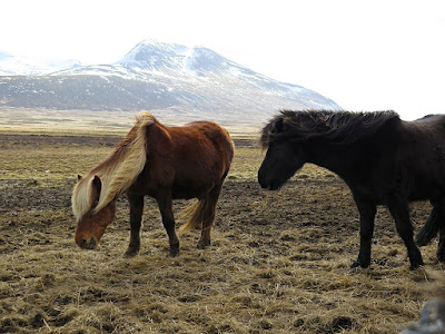 Islandia, ekologia, eko, pastwisko, konie, kucyk, koń, kuc, natura, przyroda, ochrona przyrody, środowisko, ochrona środowiska; źródło: magdeleine.co