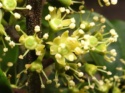 鵝掌蘗（鵝掌藤）的花