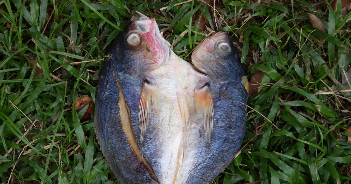 PRODUK PERIKANAN DAN PERTANIAN Gambar  gambar  Ikan  Masin