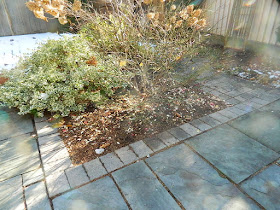 Toronto St. Clair West Village Fall Backyard Cleanup After by Paul Jung Gardening Services--a Toronto Organic Gardener