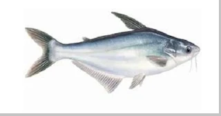 siluriformes (ikan berkumis)