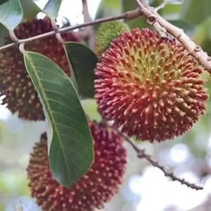 Bibit Rambutan Rapiah