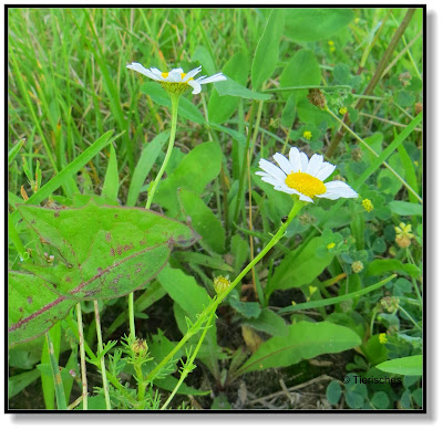 Wiesenblumen