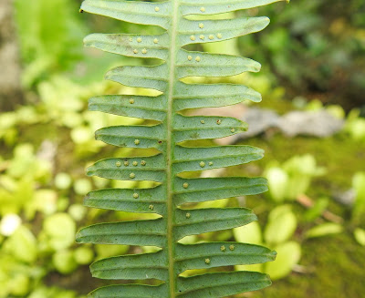 蔓芒萁的孢子囊群