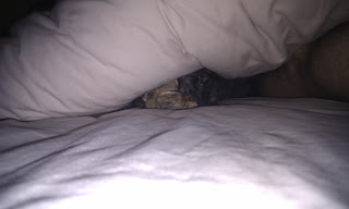 Tortoiseshell cat in bed