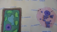 Animal Cell And Plant Cell Shape - What are the shape of plants cells and animal cells? - Quora / Examining plant cells under the microscope.
