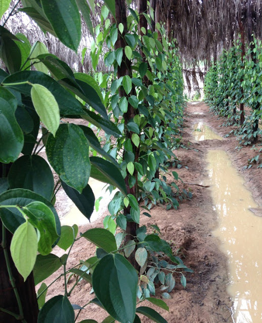 kampot pepper