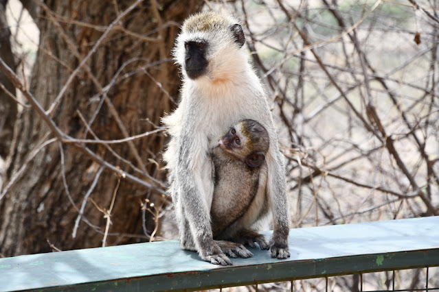 Tarangire National Park