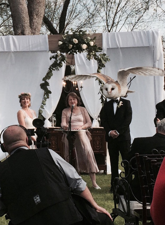 Perfect Timing, Perfect Angle...Hilarious Result! - Woman Marries Owl